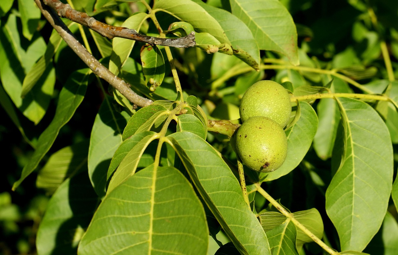 walnut organic almonds free photo