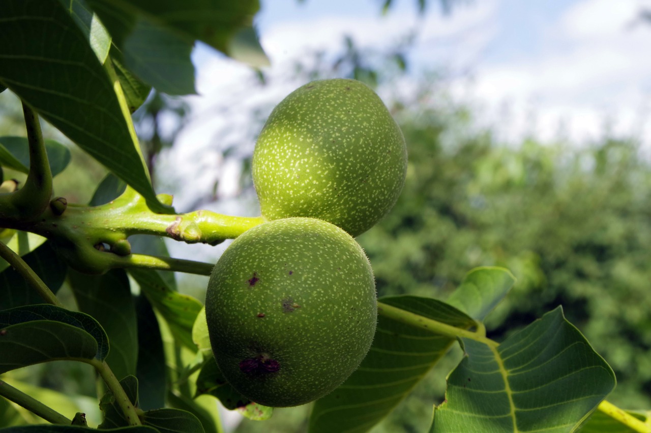 walnut nuts immature free photo