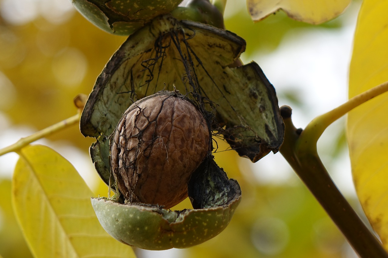 walnut autumn rozpuk free photo