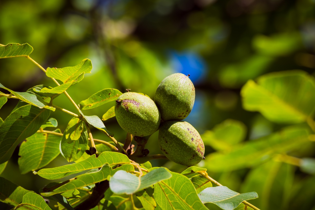 walnut tree green free photo