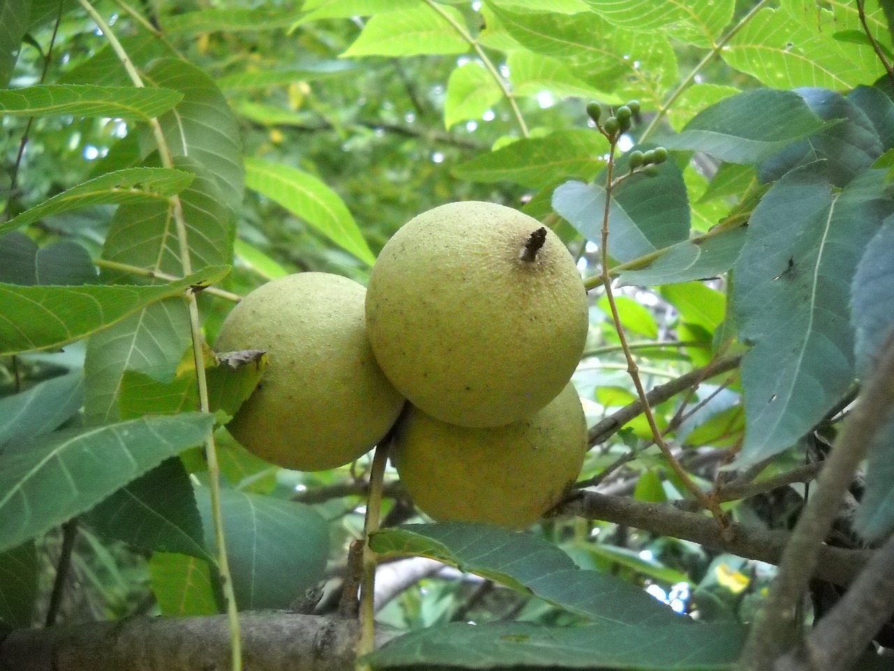 walnut tree leaves free photo