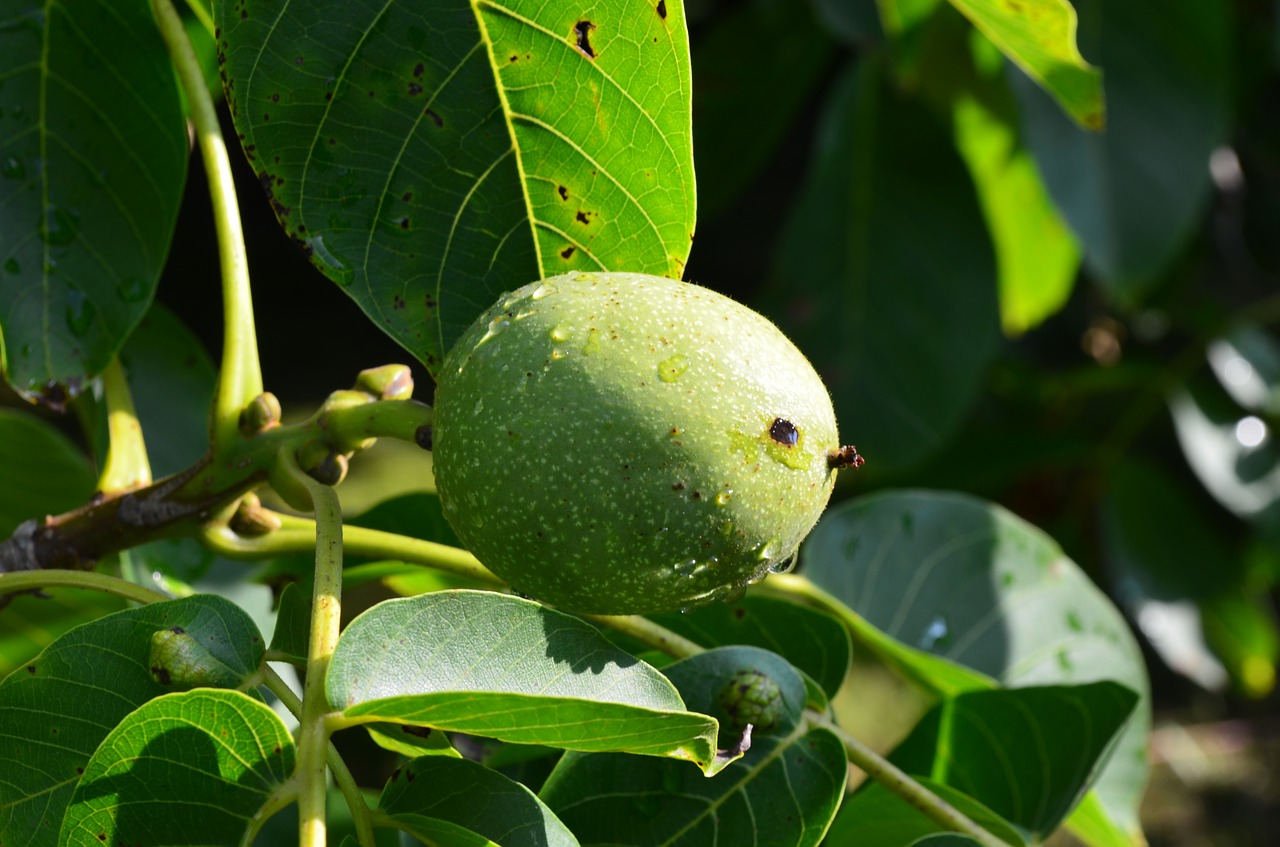 walnut green nut free photo