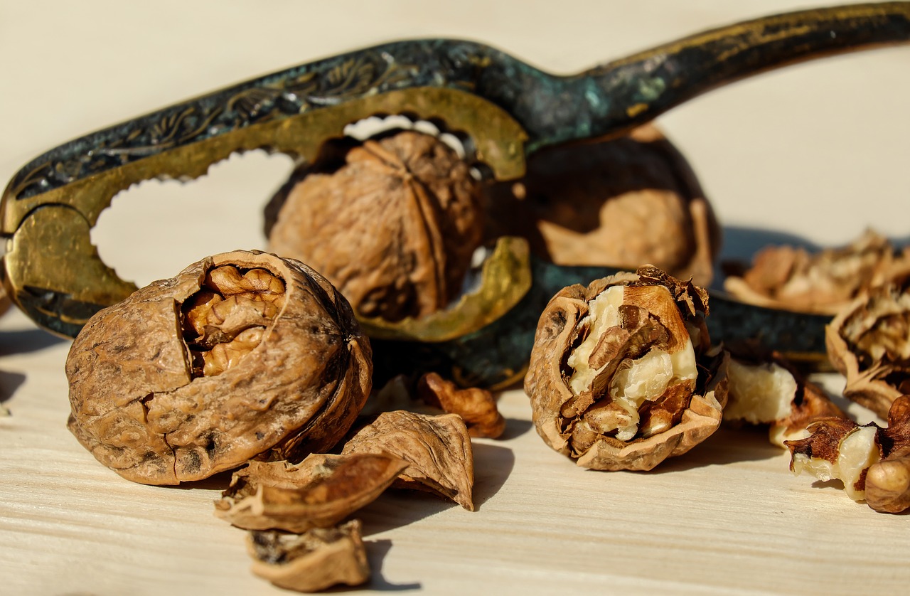 walnut nut brown free photo