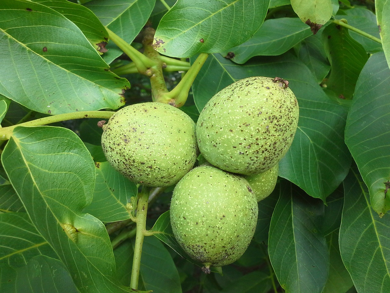 walnut tree fruits free photo