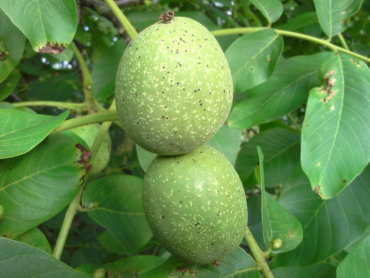 walnut nut tree free photo