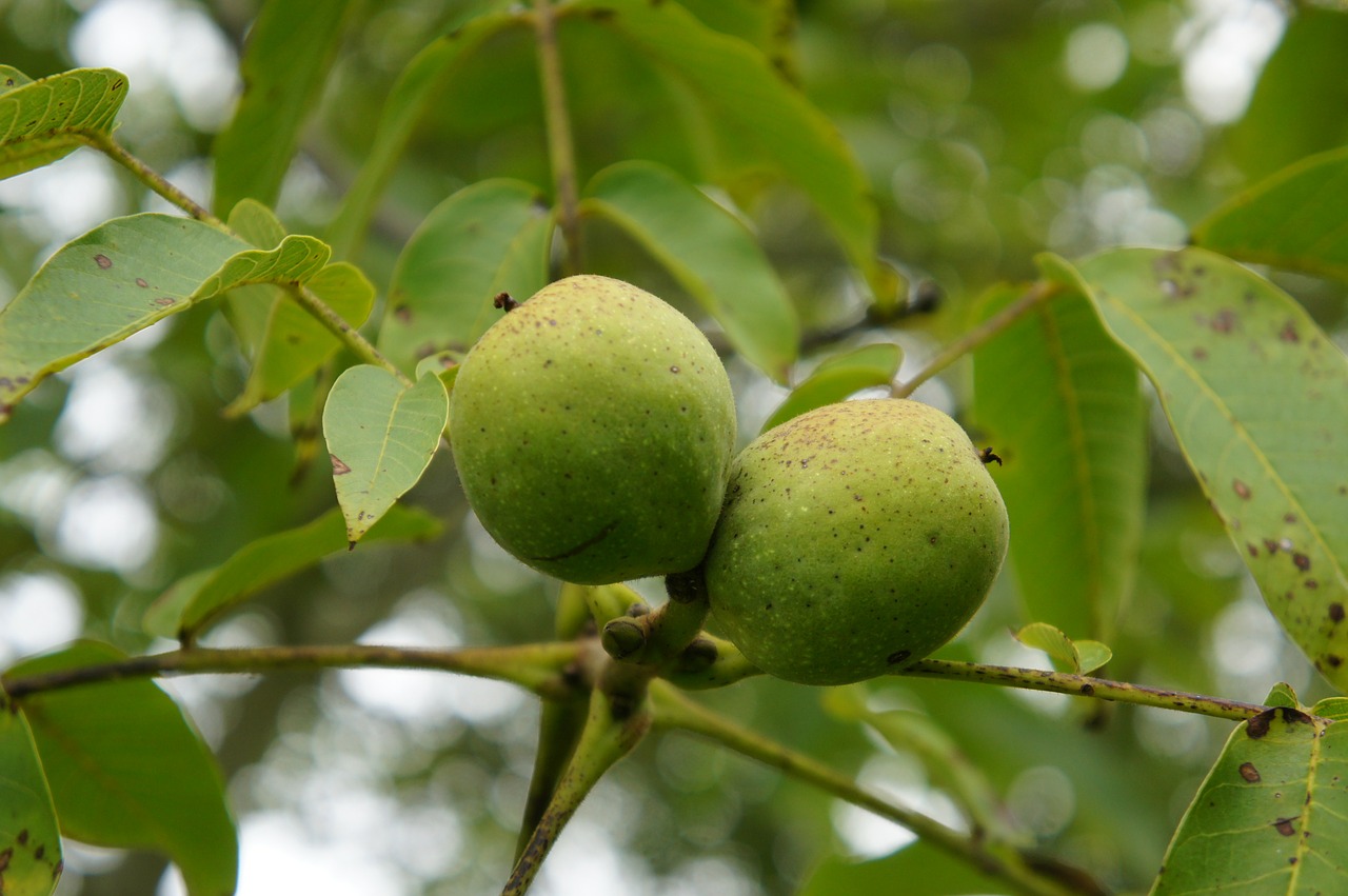 walnut nuts walnut crop free photo