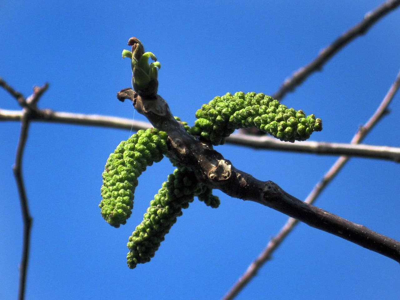 walnut flower tree free photo