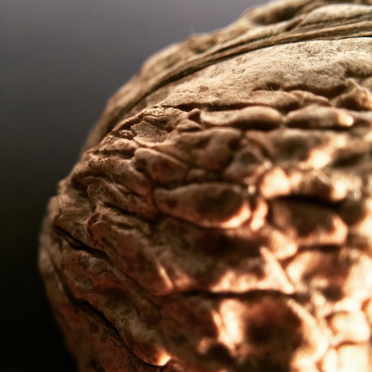 walnut brown macro free photo