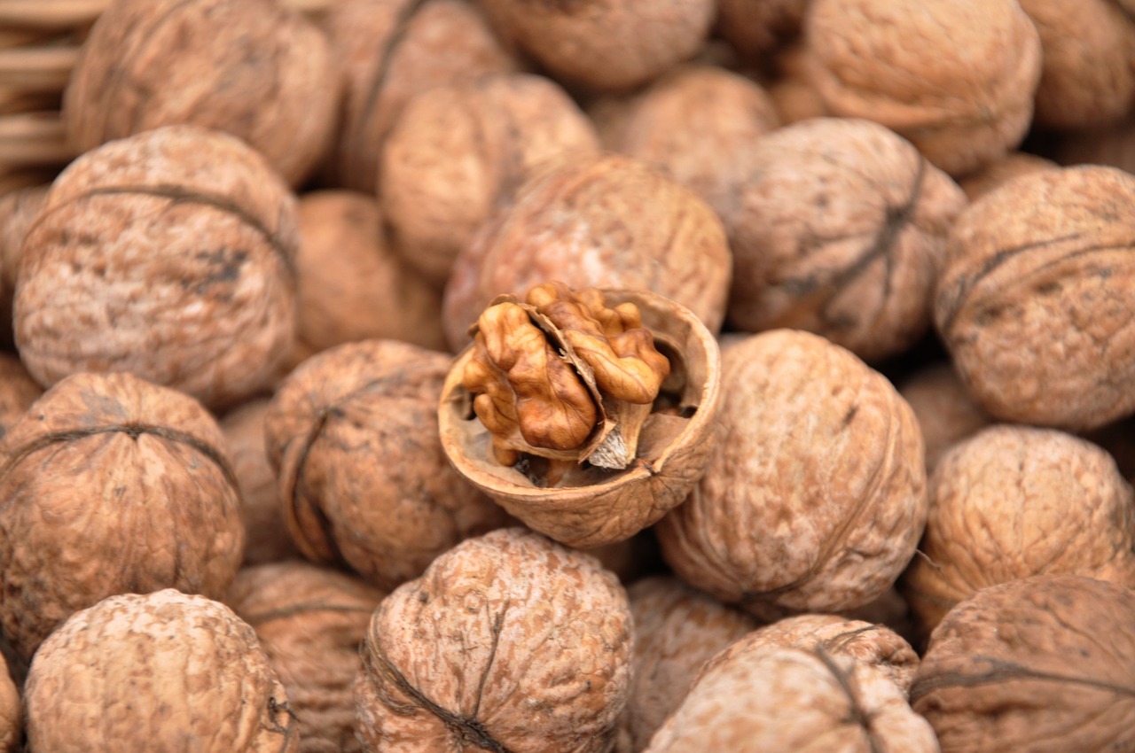 walnut autumn fruit free photo