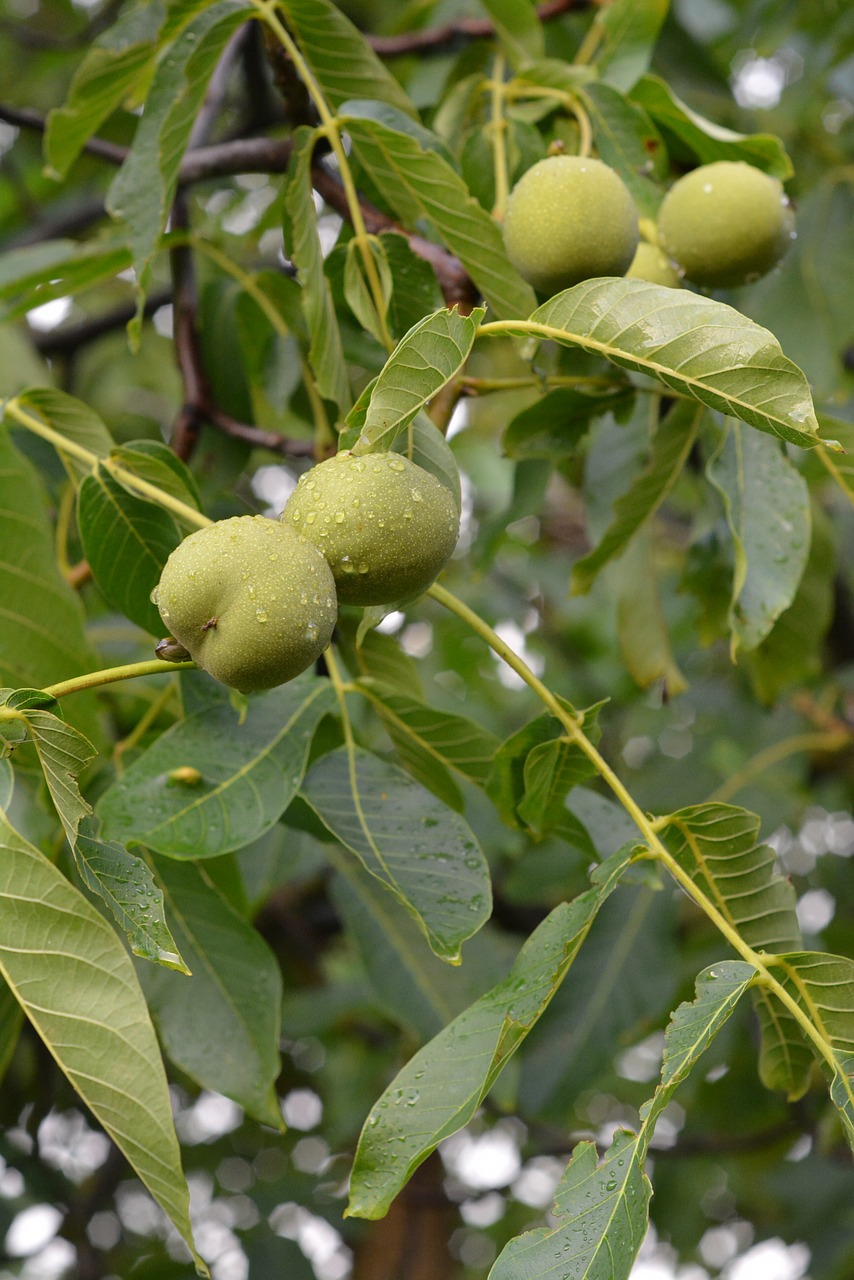 walnut walnuts fruit free photo