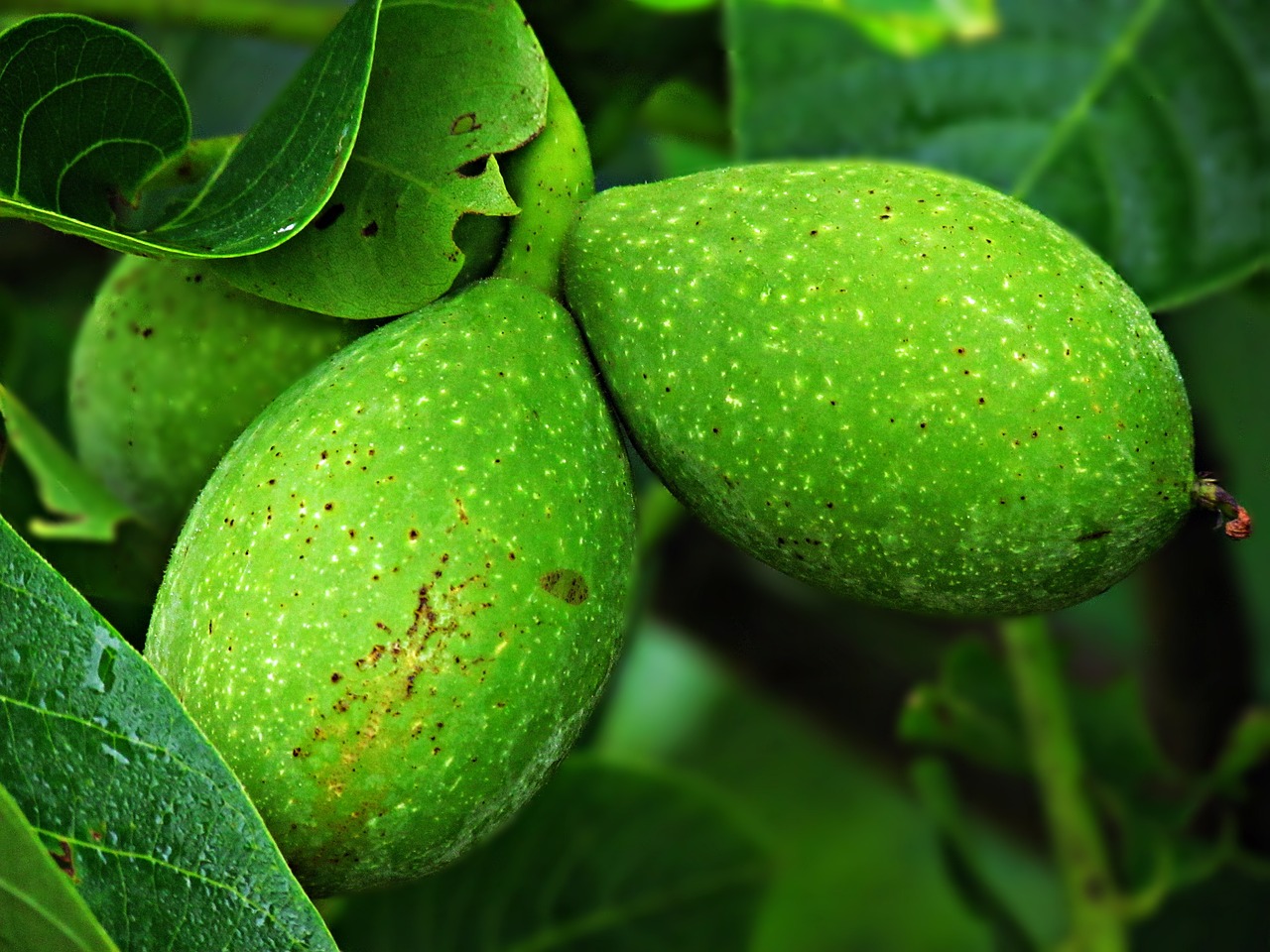 walnut tree nuts free photo