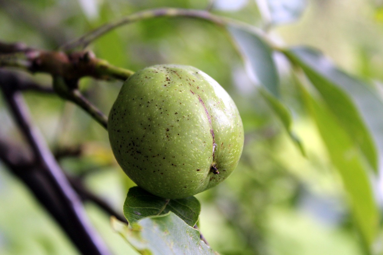 walnut tree fruit free photo