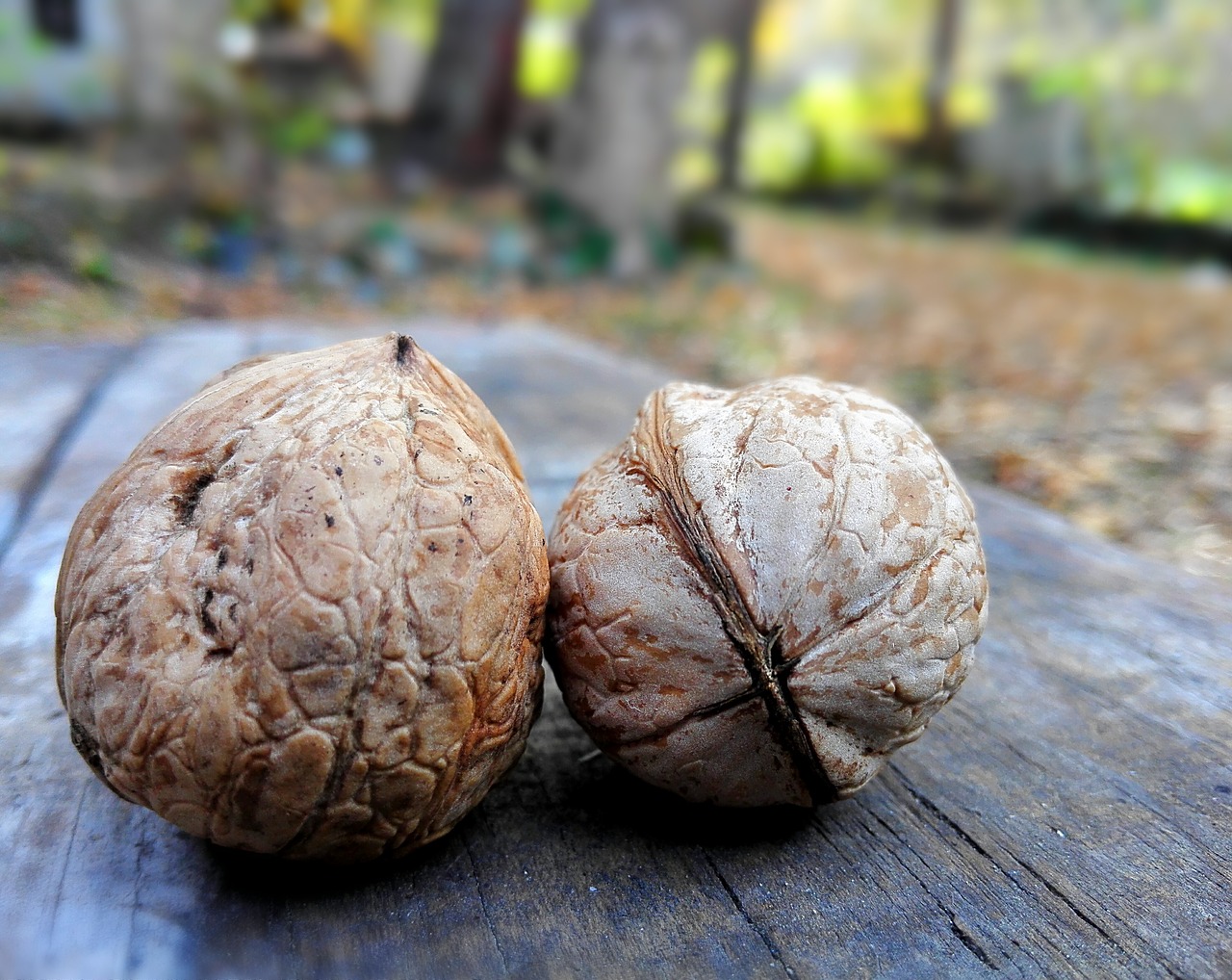 walnut shell artifact free photo