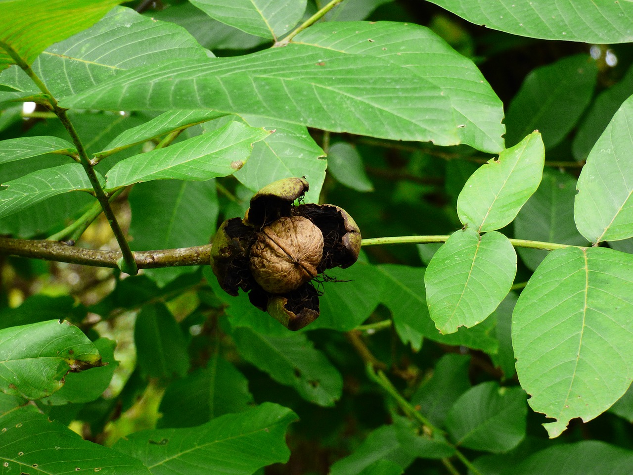walnut mature foliage free photo