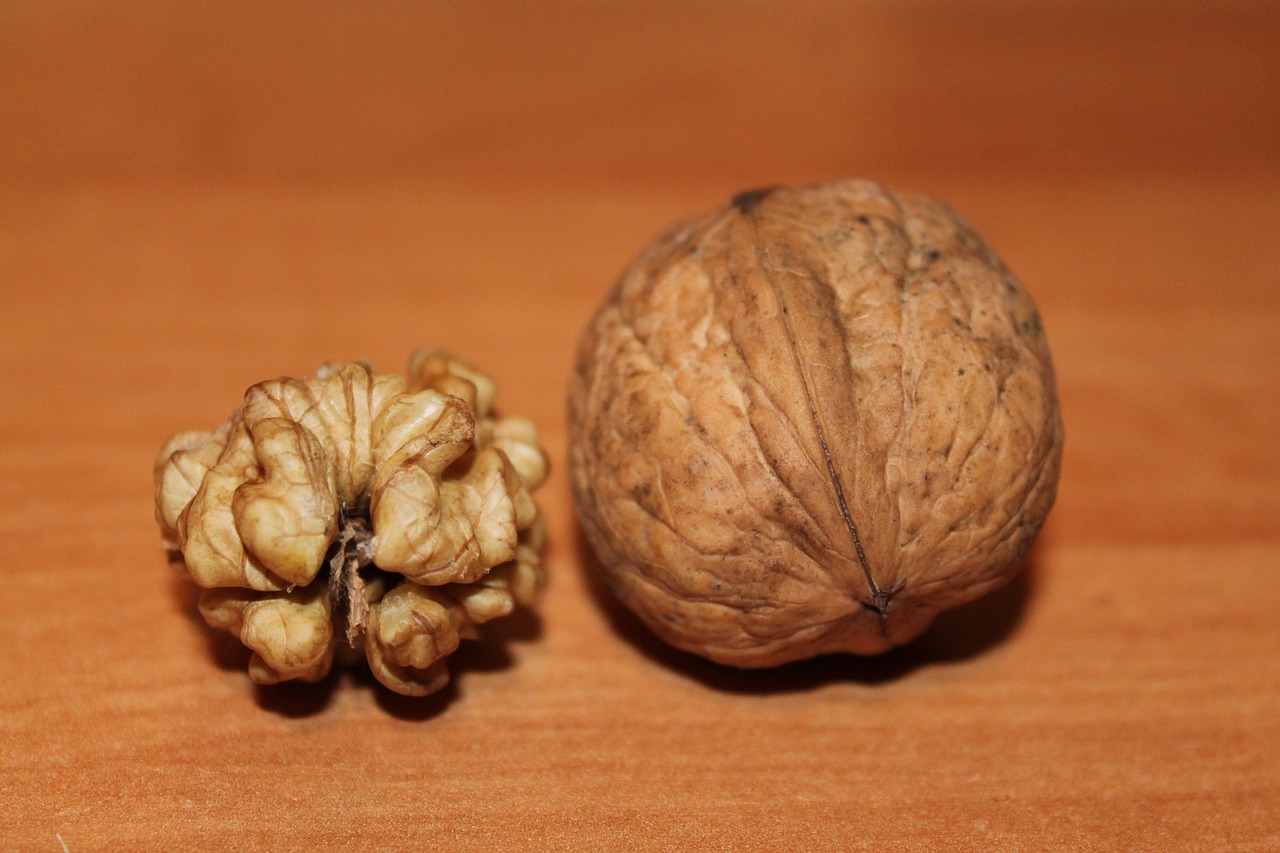 walnut nuts walnuts free photo