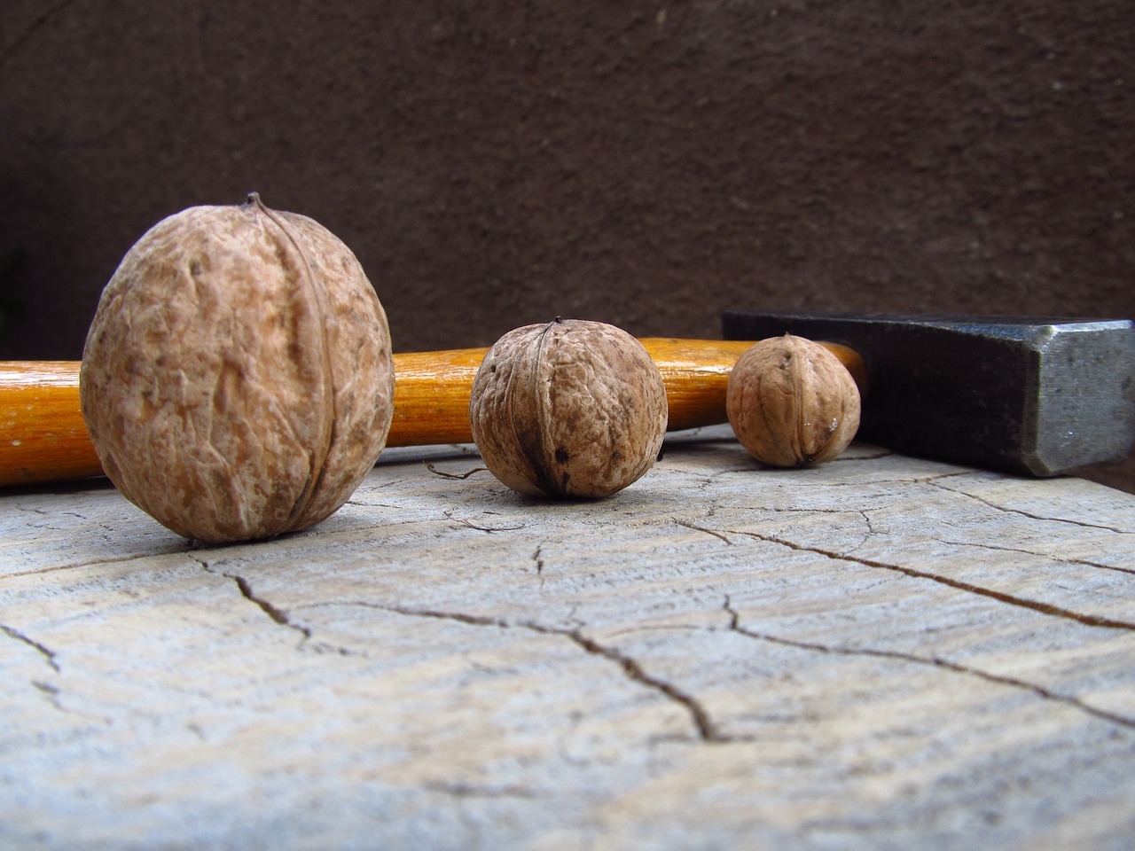 walnut nut seed free photo