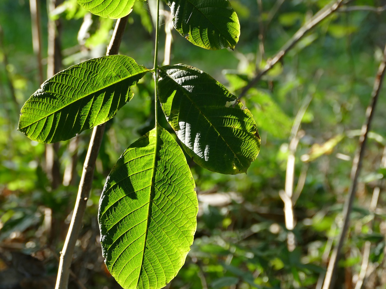 Молодые листья грецкого ореха