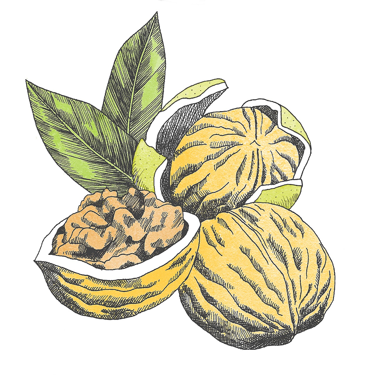 walnut watercolor illustration watercolor free photo