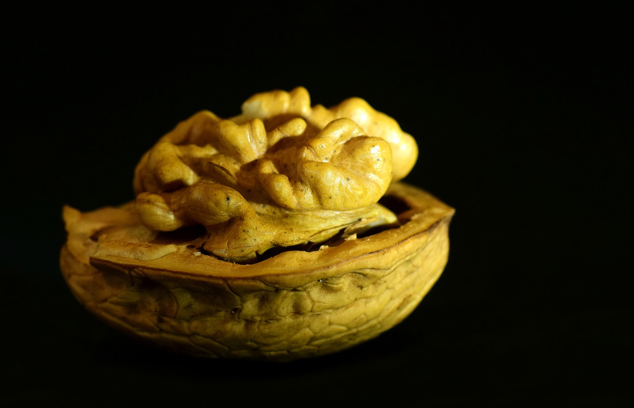 walnut nut seeds free photo