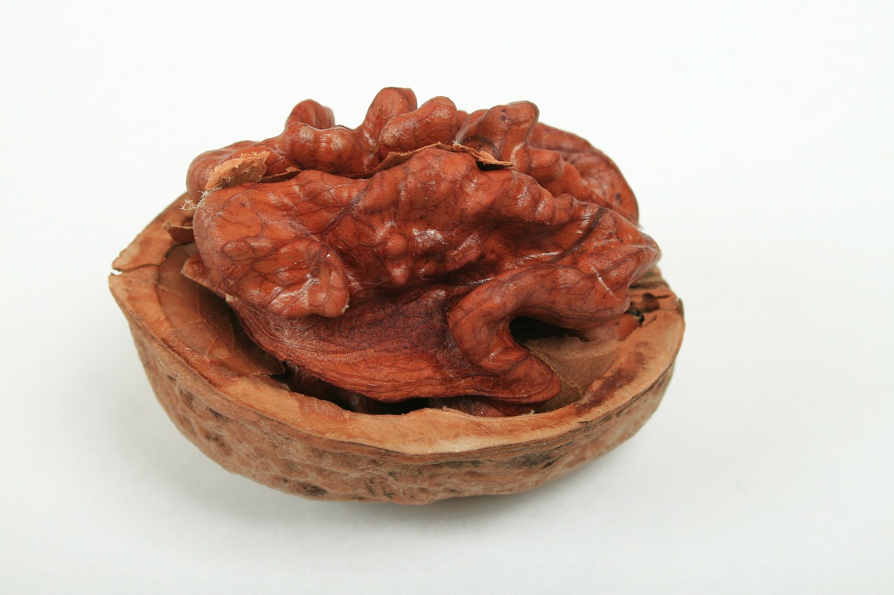 walnut hazelnut nut shell free photo