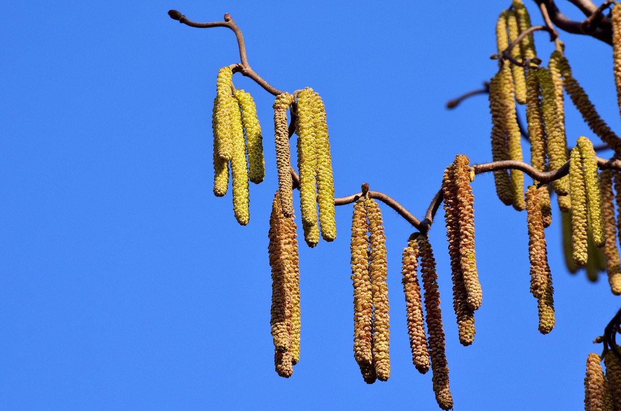 walnut hazelnut seeds free photo