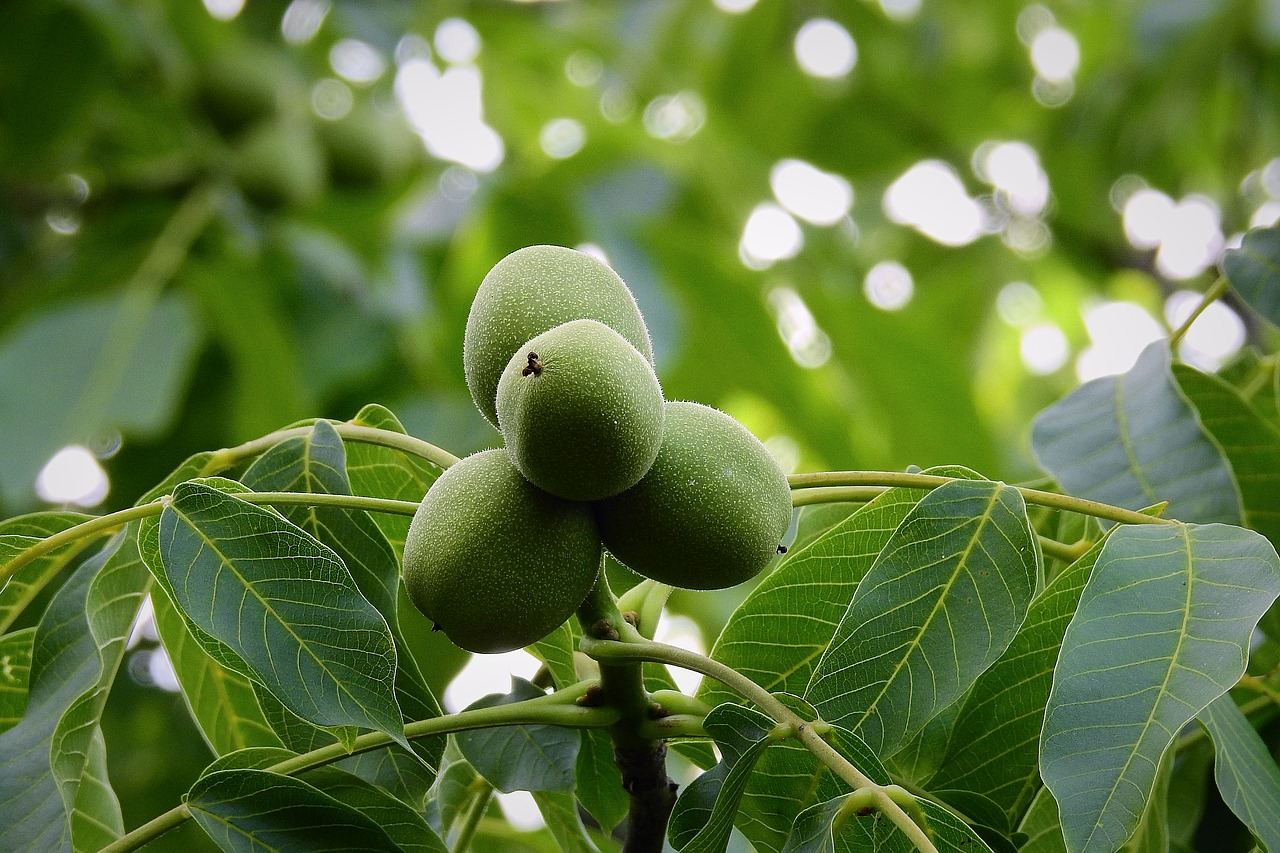 walnut  tree  green free photo