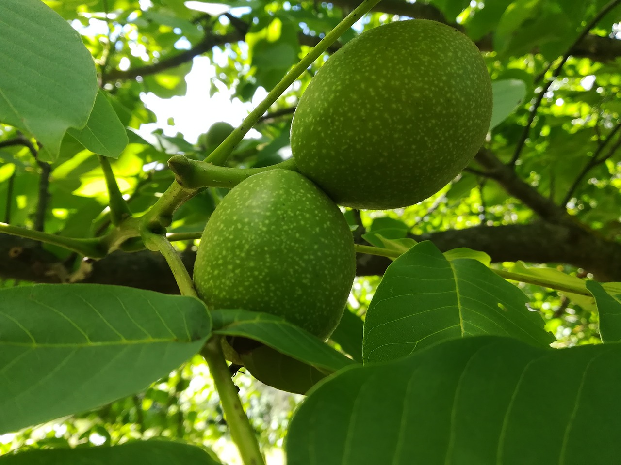 walnut  tree  nature free photo