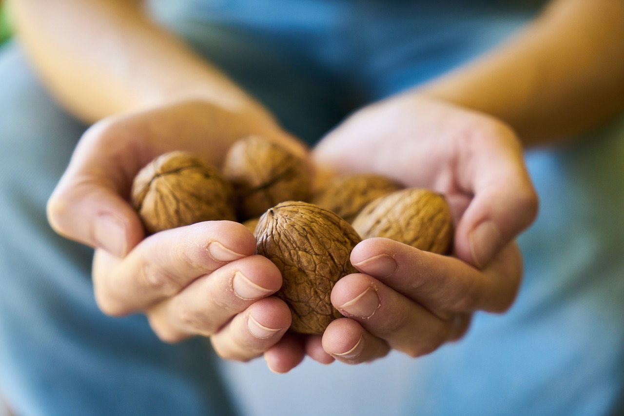 walnut  healthy  health free photo