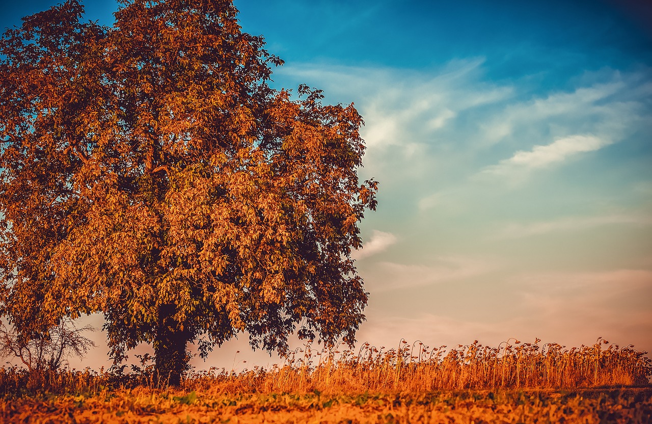 walnut  tree  branches free photo