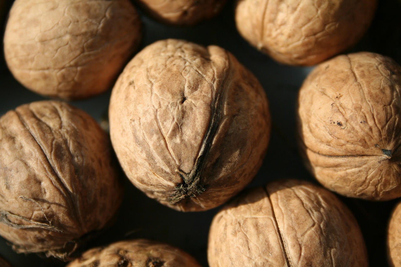 walnut  nut  harvest free photo