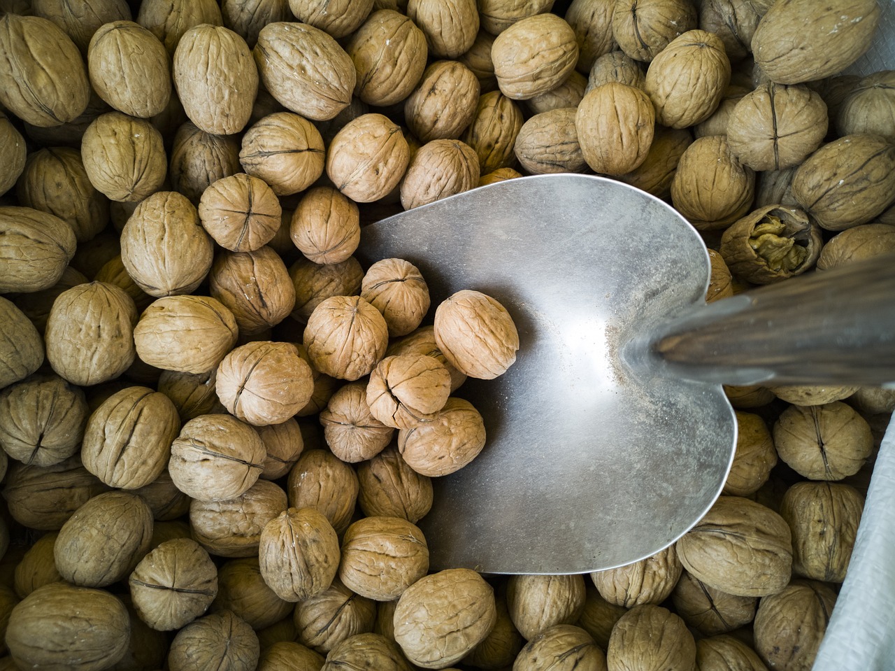 walnut  dried fruits and nuts  shelled free photo