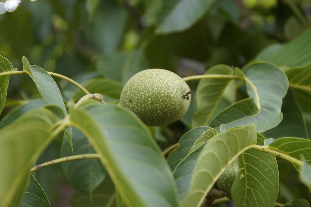 walnut green fruit free photo