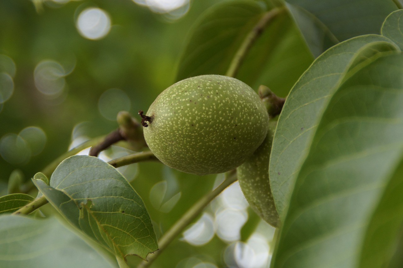 walnut walnut tree green free photo