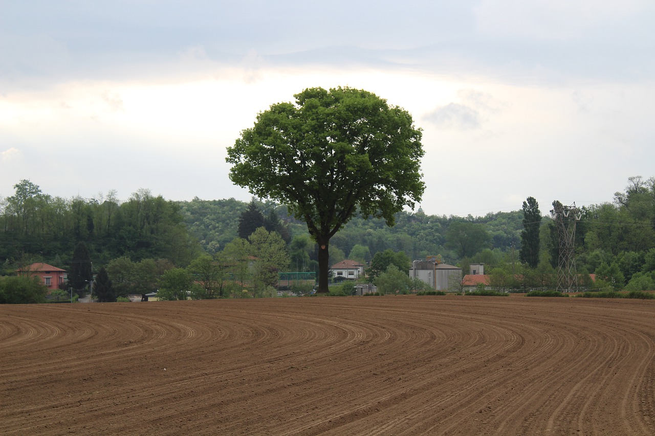 walnut  tree  nature free photo