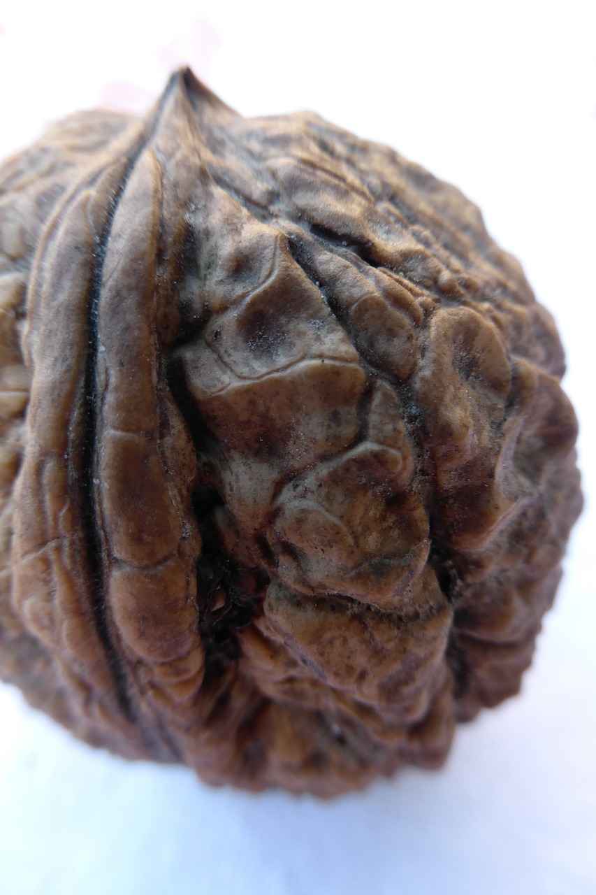walnut nut shell free photo