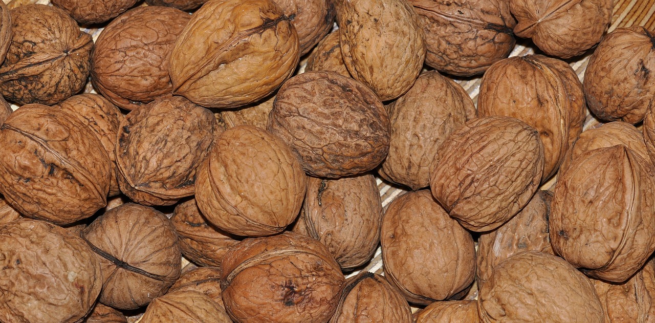 walnut nuts healthy free photo