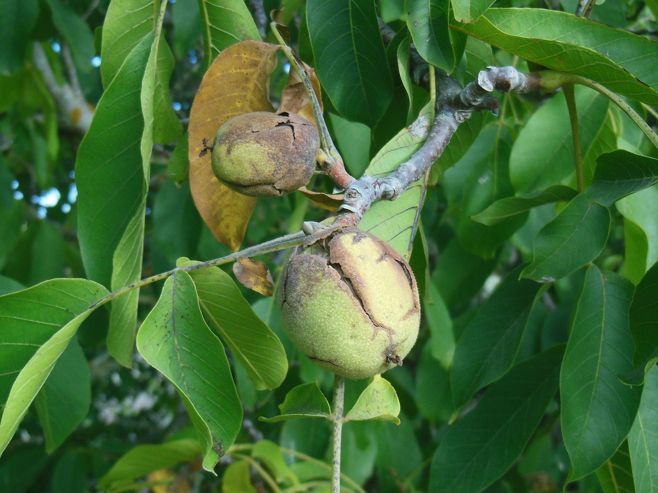 walnut nut plant free photo