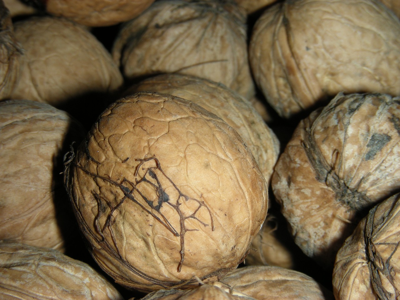 walnut macro crop free photo