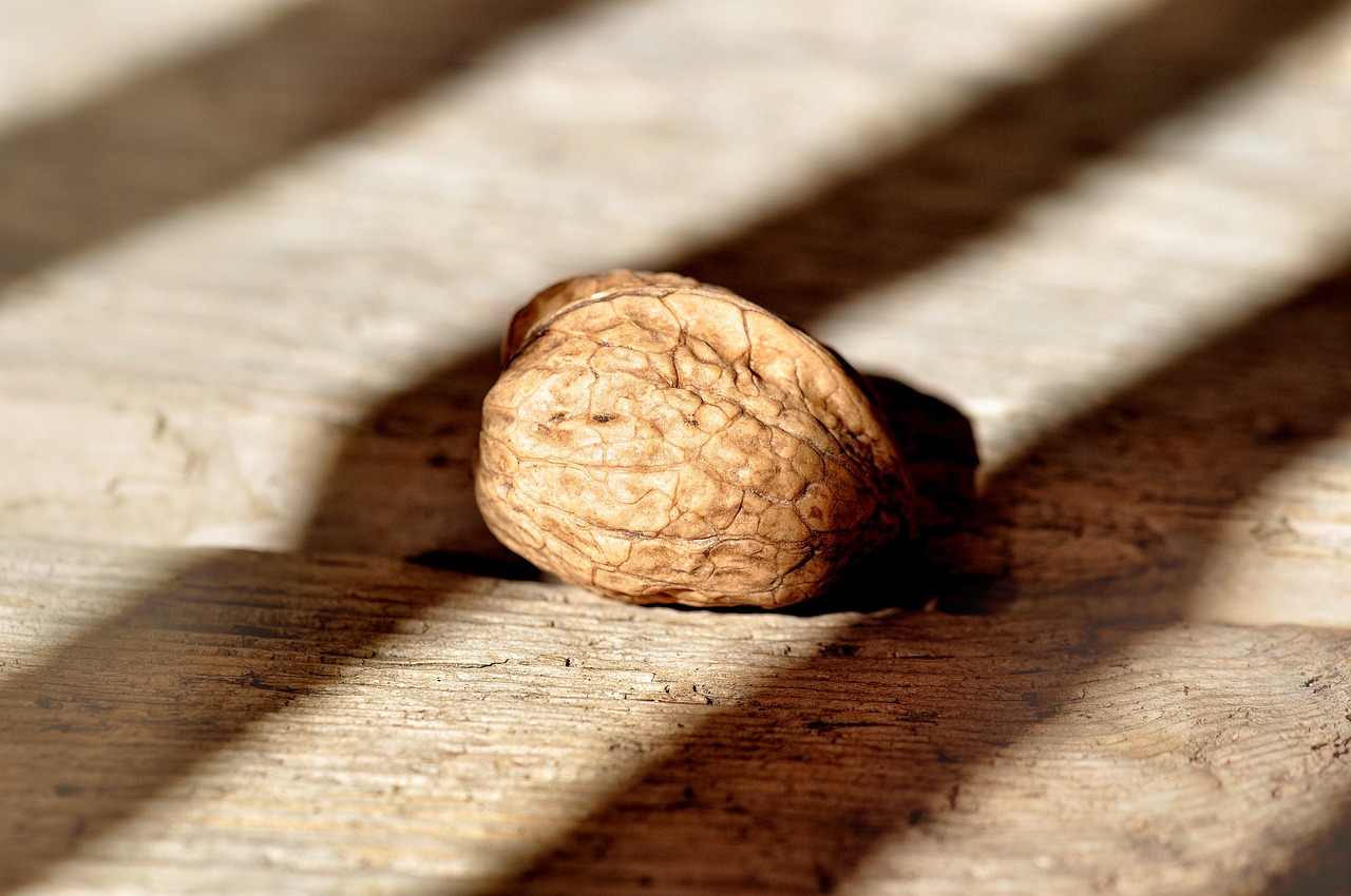 walnut nut healthy free photo