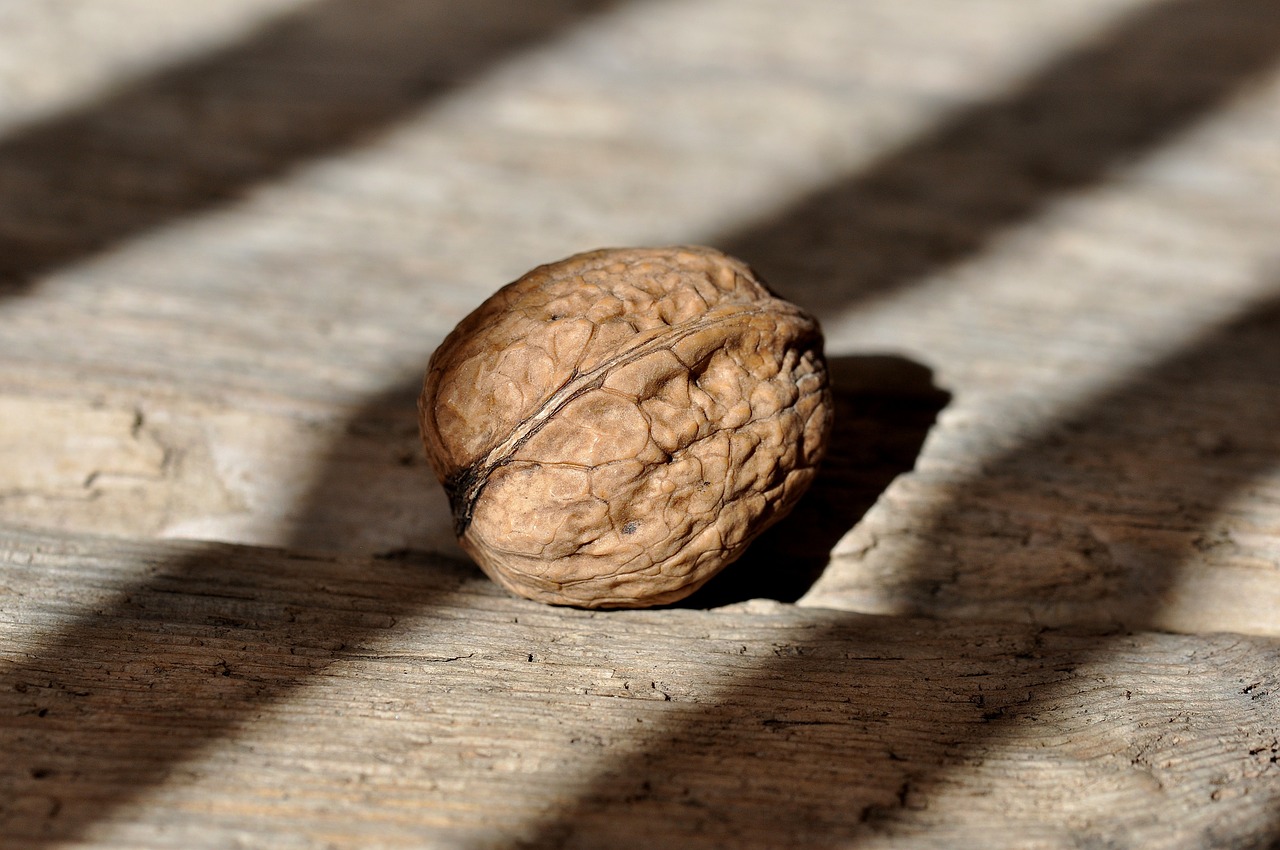walnut nut healthy free photo