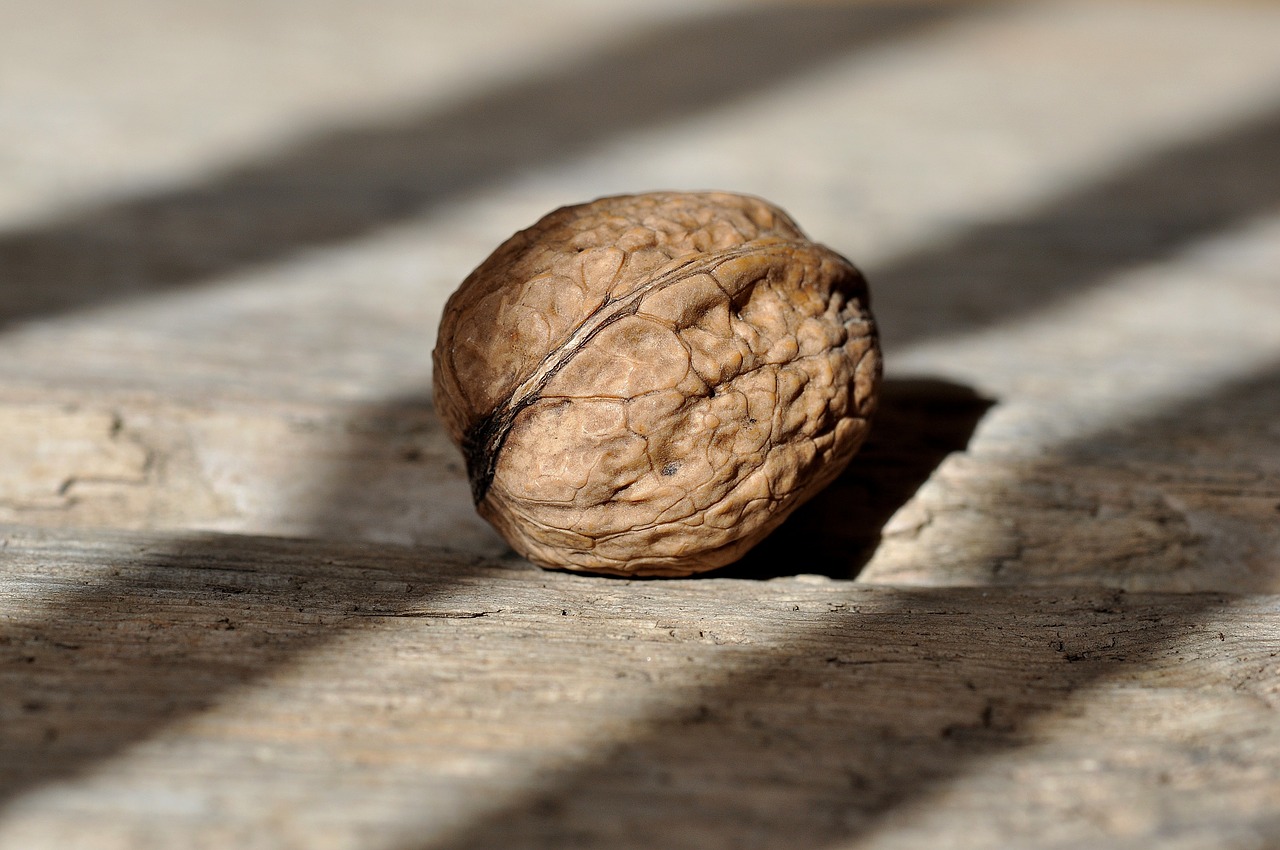 walnut nut fruit bowl free photo