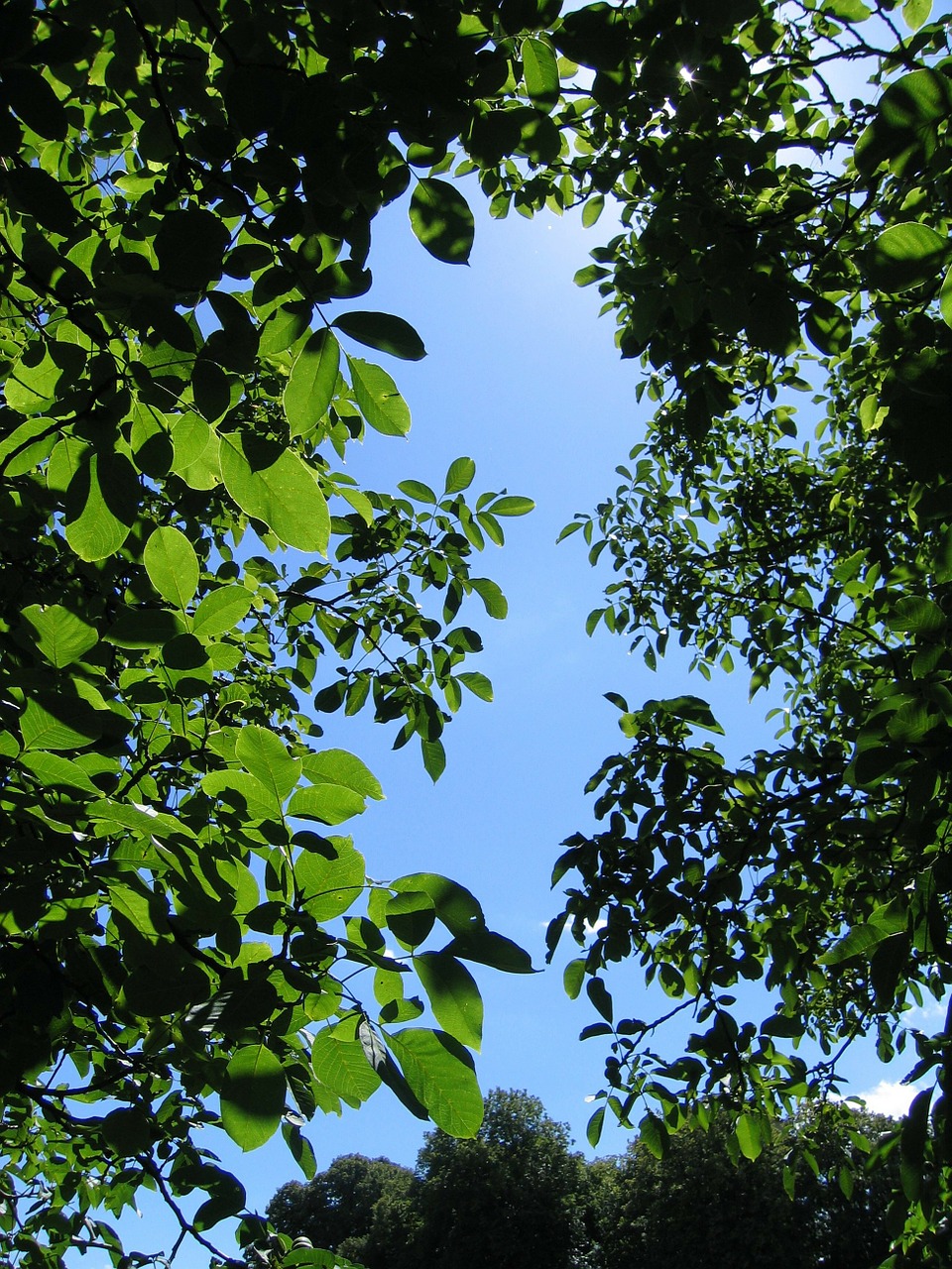 walnut tree canopy free photo