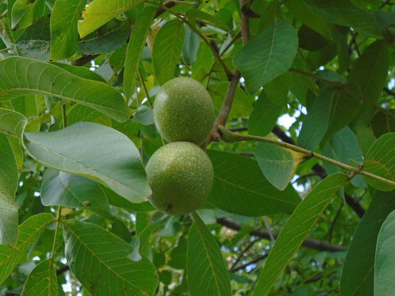 walnut oilseeds wood free photo