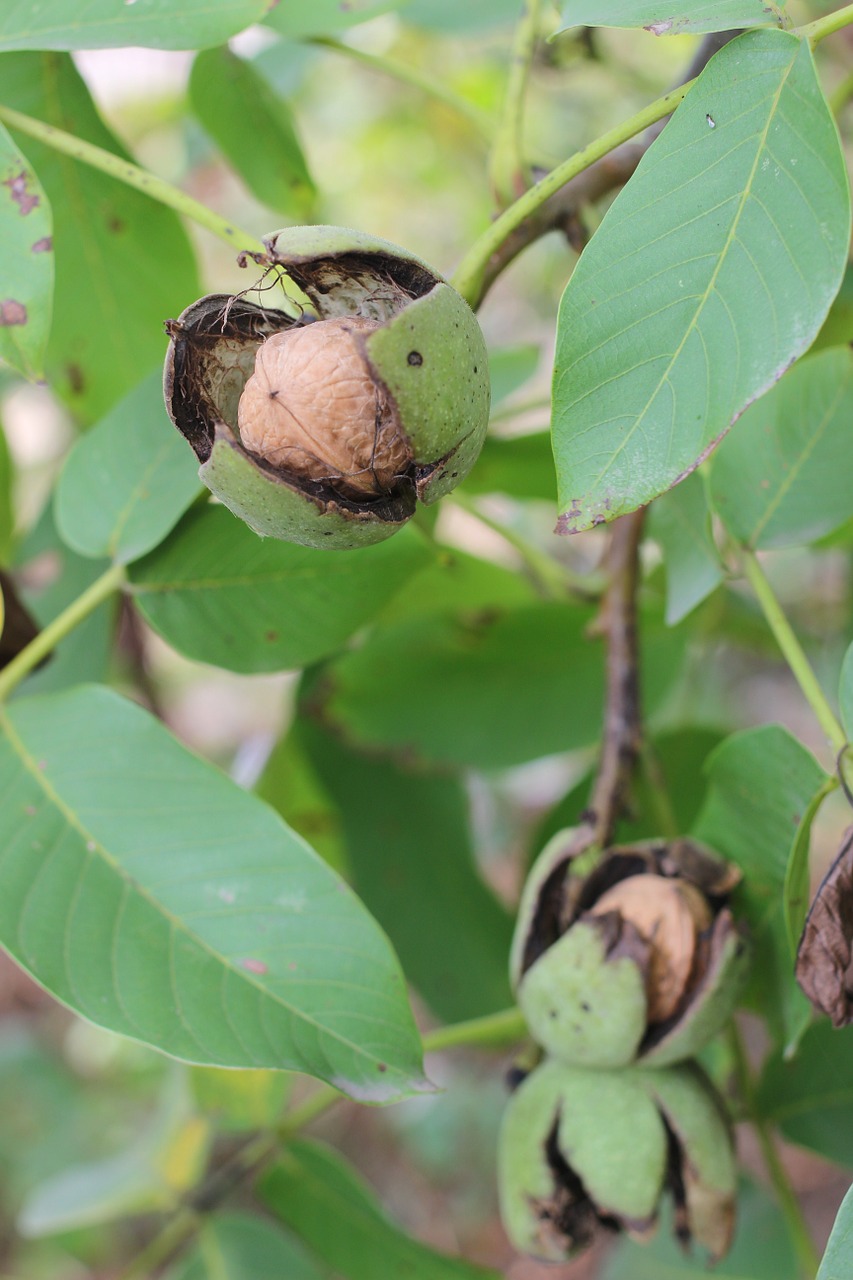 walnut greek green free photo