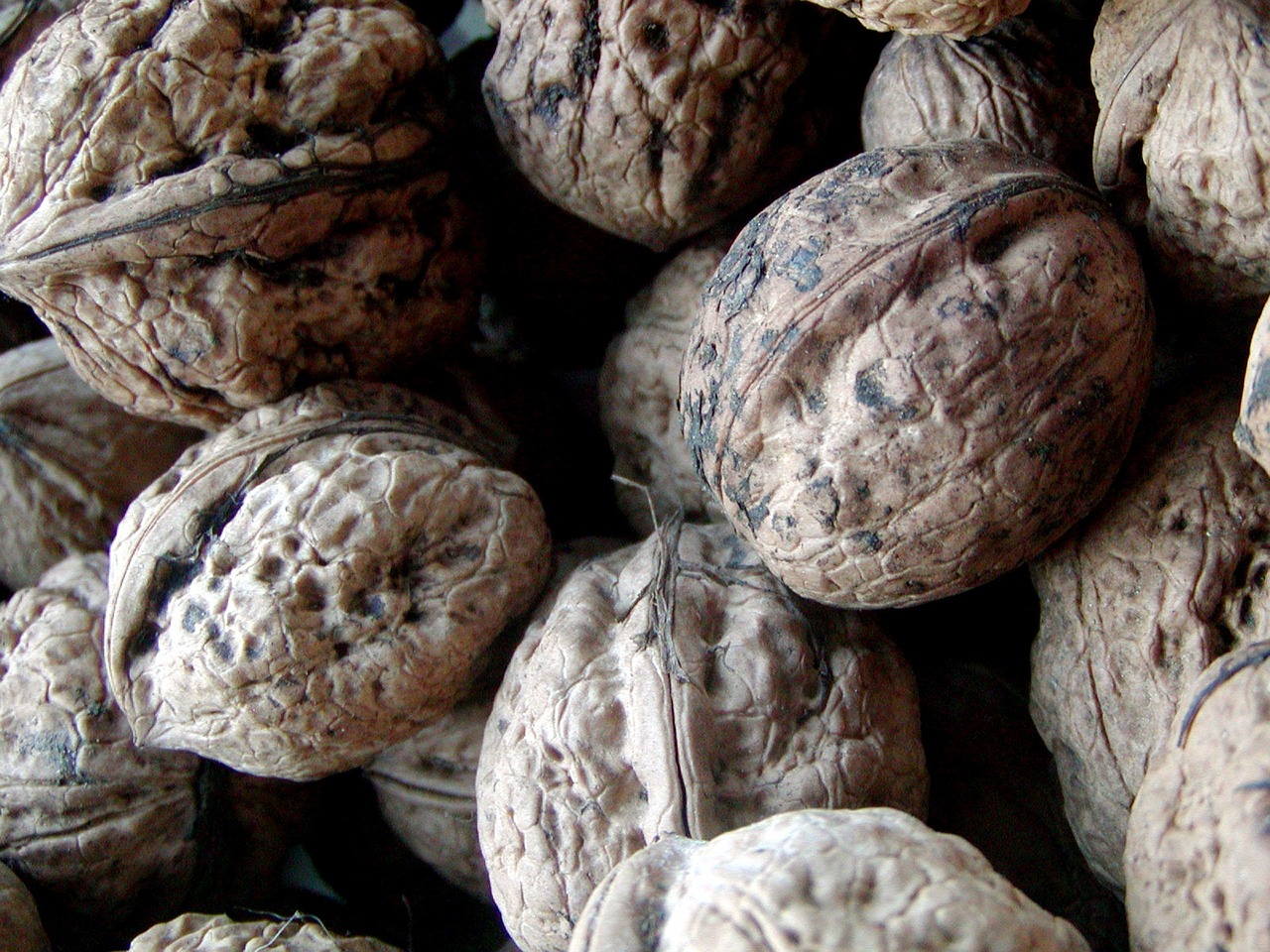 walnut italian harvest free photo