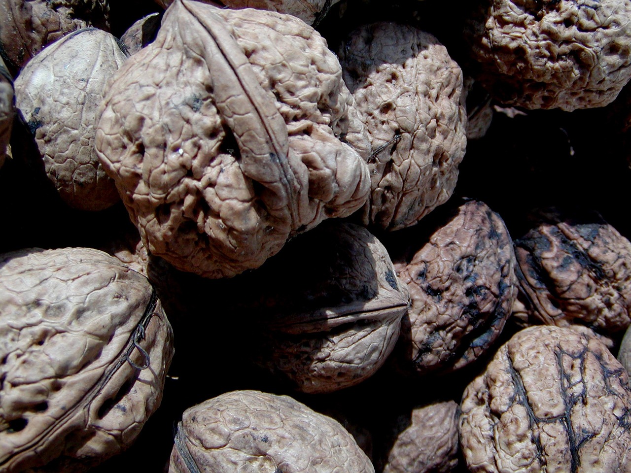 walnut italian harvest free photo