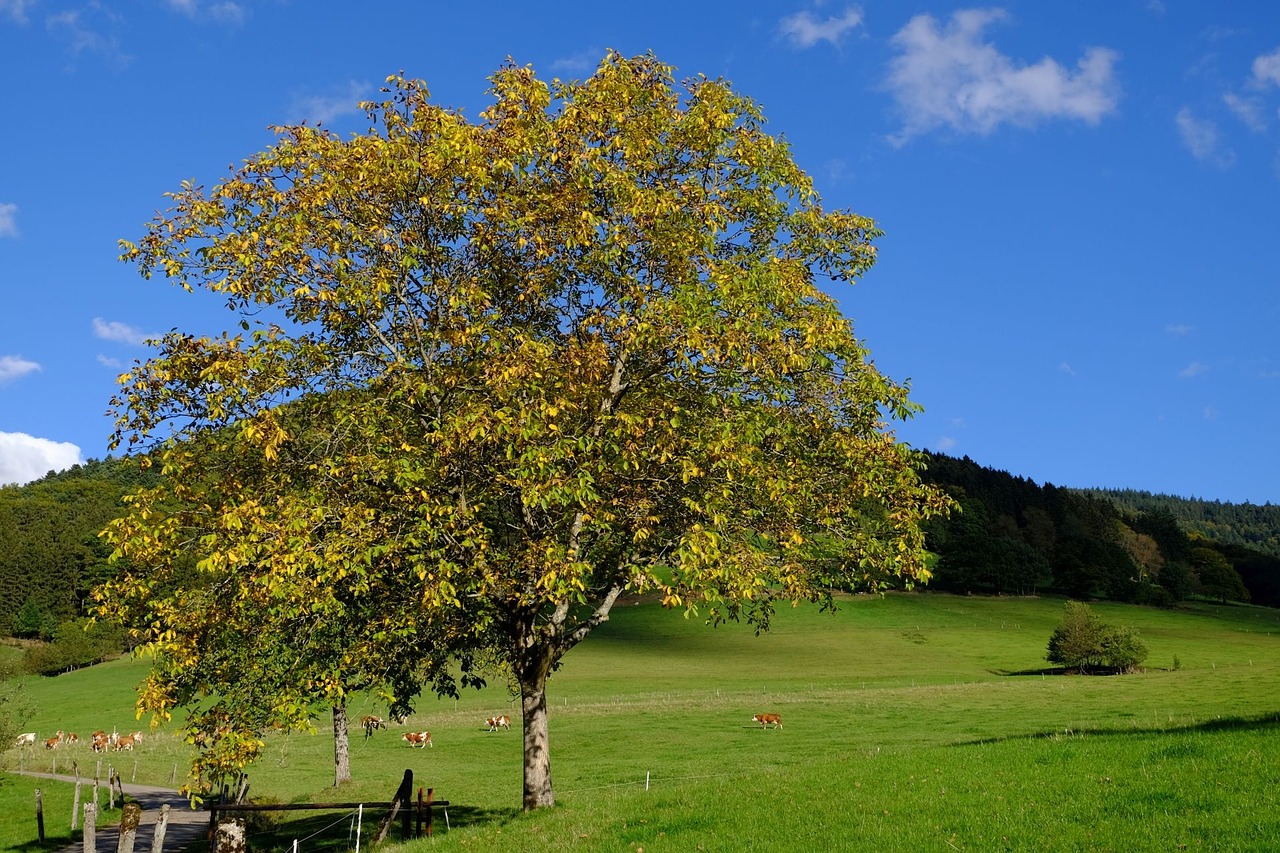 walnut fall color nature free photo