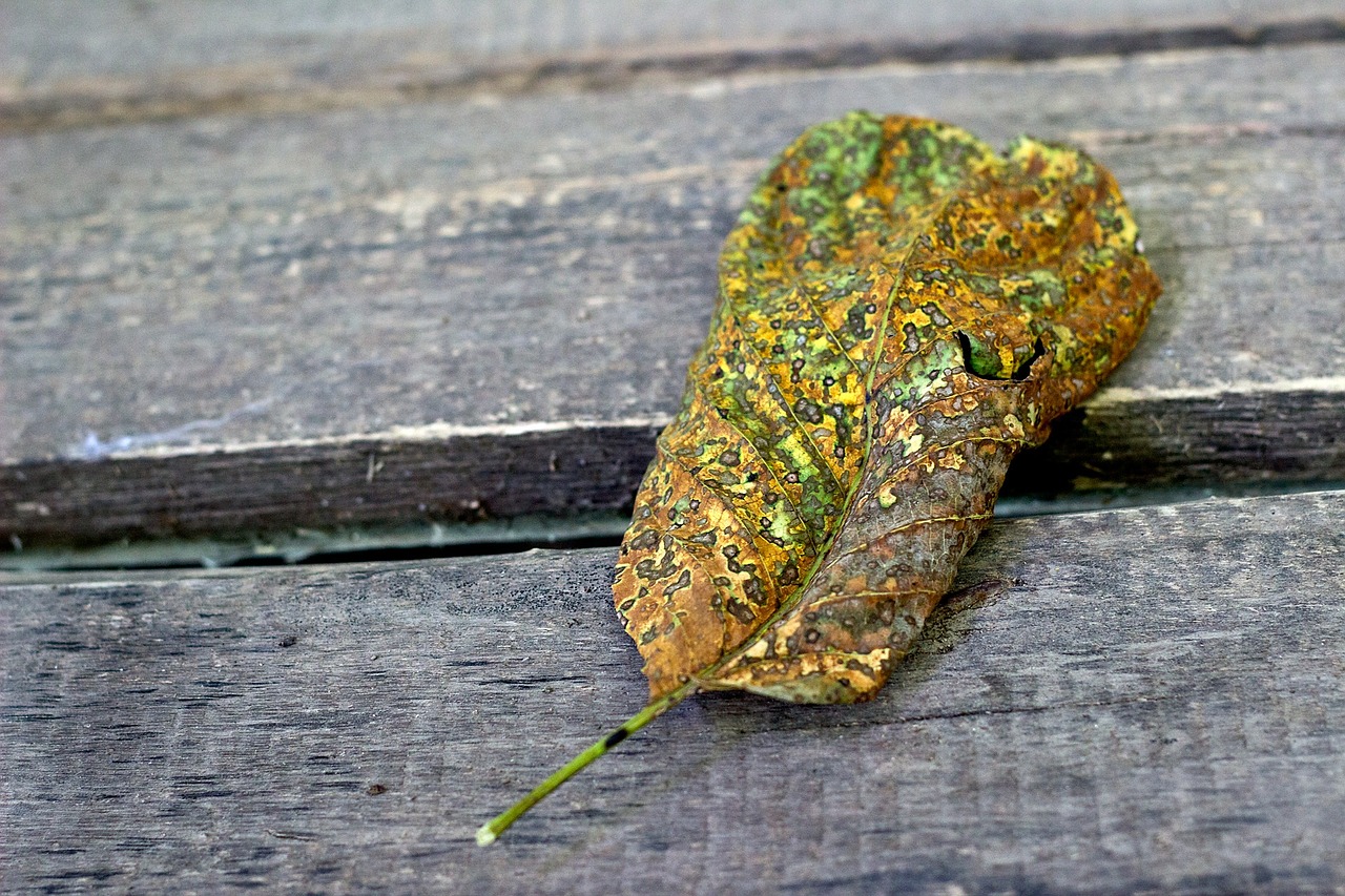 autumn leaves yellow leaf golden free photo