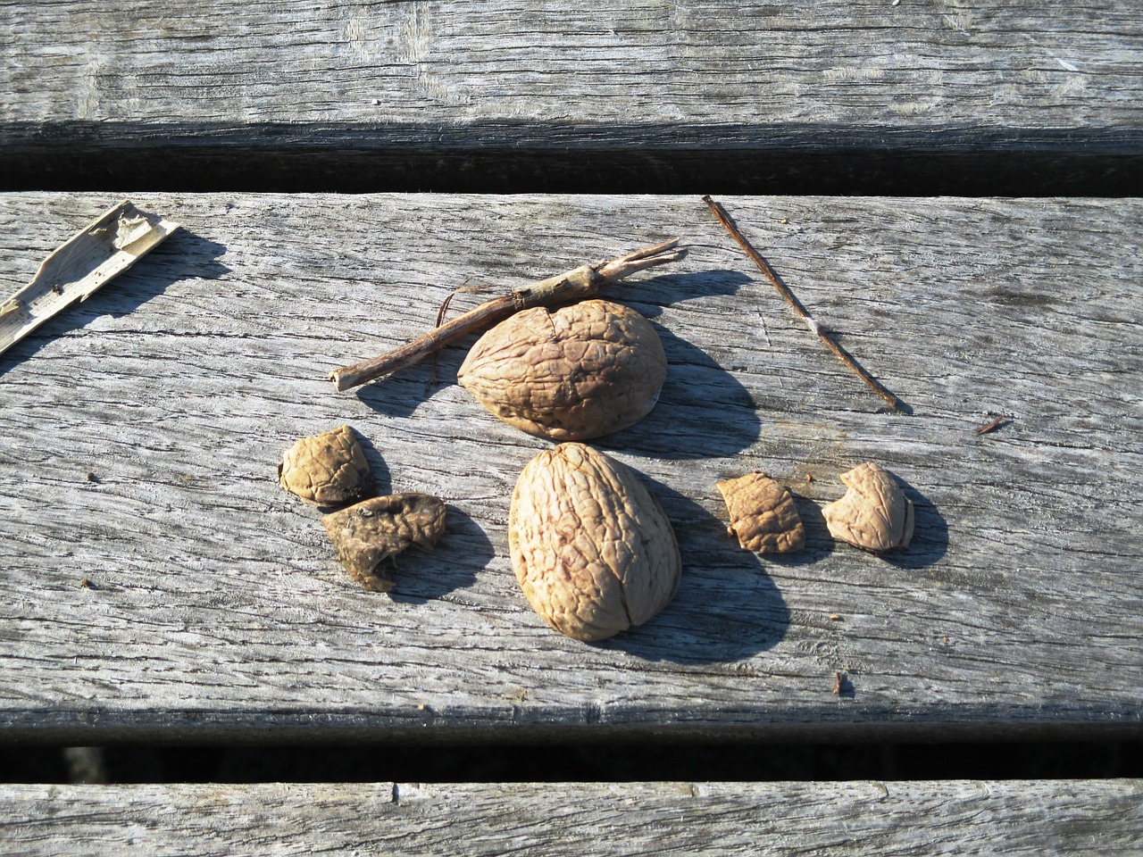walnut shells nutshells walnuts free photo