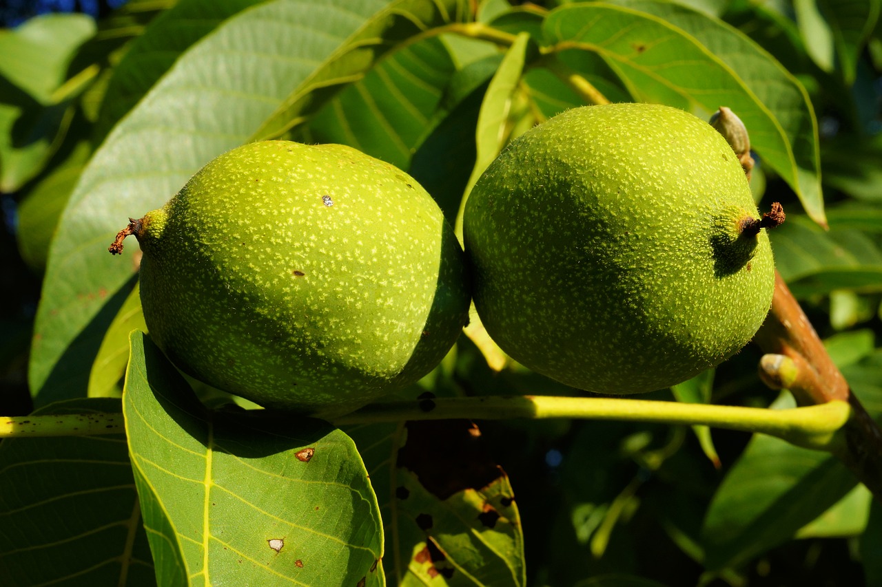 walnut tree  walnuts  immature free photo